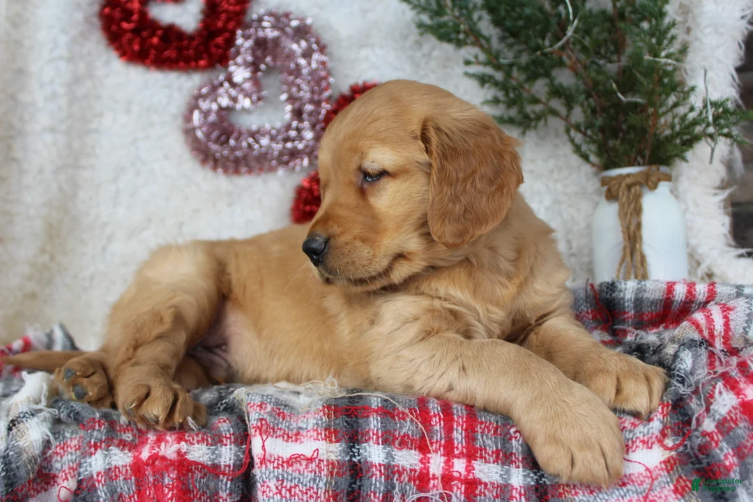 Golden Retriever dogs for sale: Mickey - Ad 6