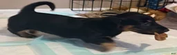 Dachshund dogs for sale: Gretchen - Ad 7