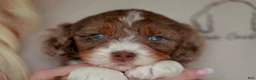 Bernedoodle dogs for sale: Coach - Ad 2