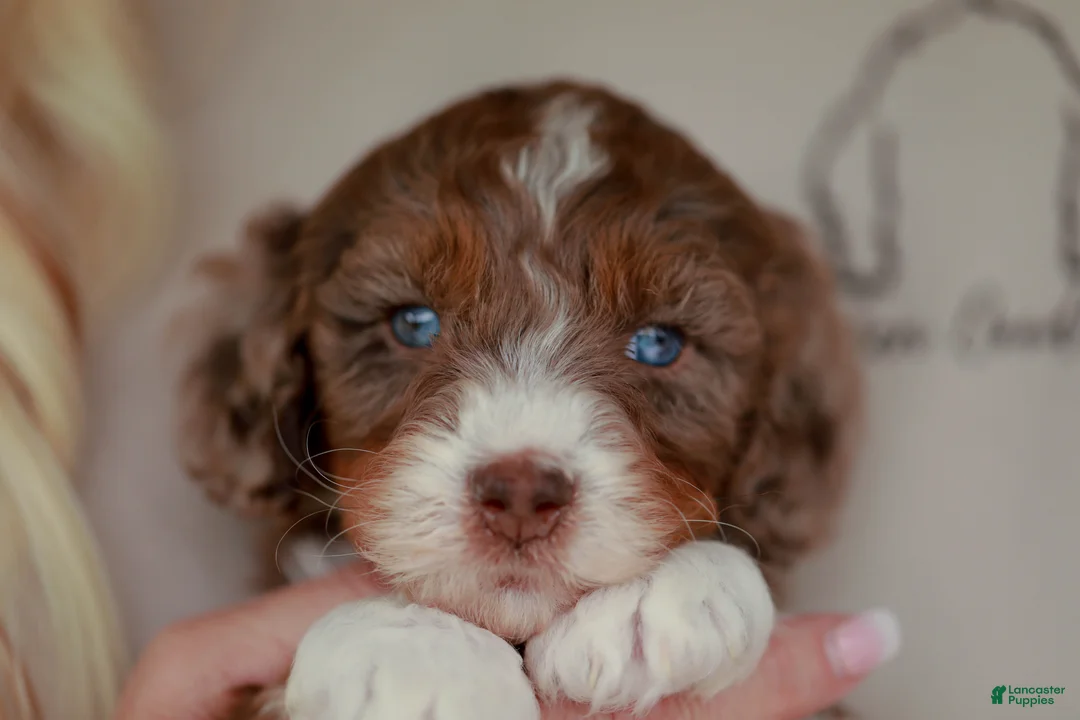Bernedoodle dogs for sale: Coach - Ad 2