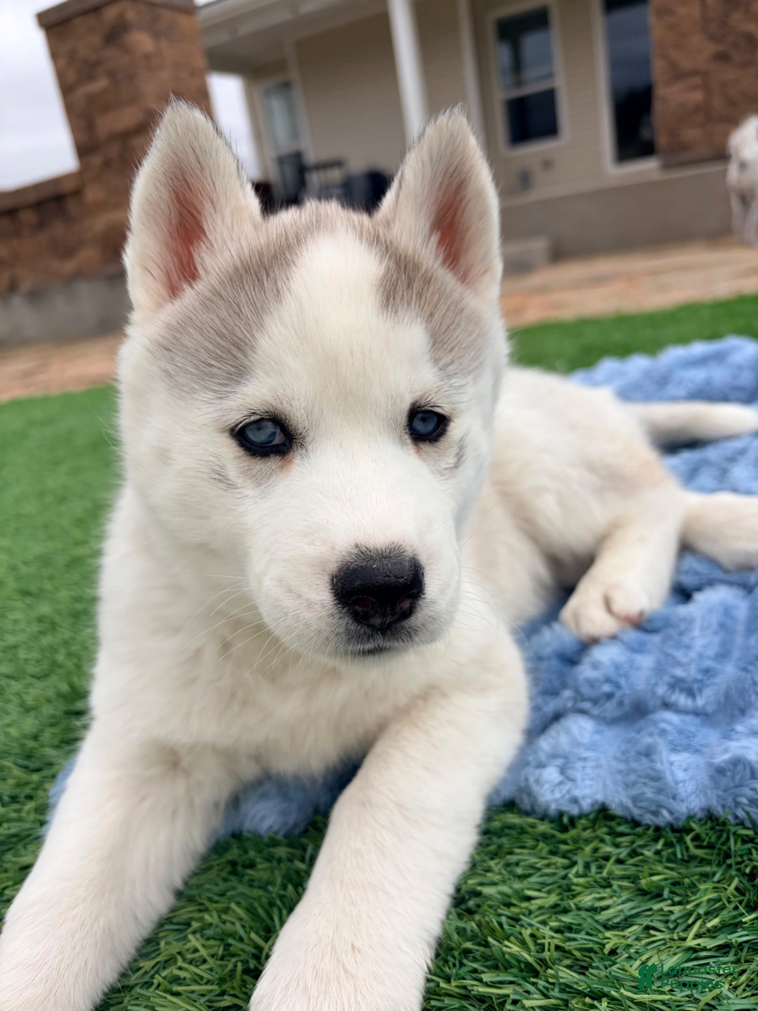 Siberian Husky dogs  Valkiera - Ad 2