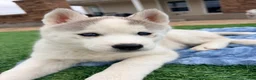 Siberian Husky dogs for sale:  Valkiera - Ad 6