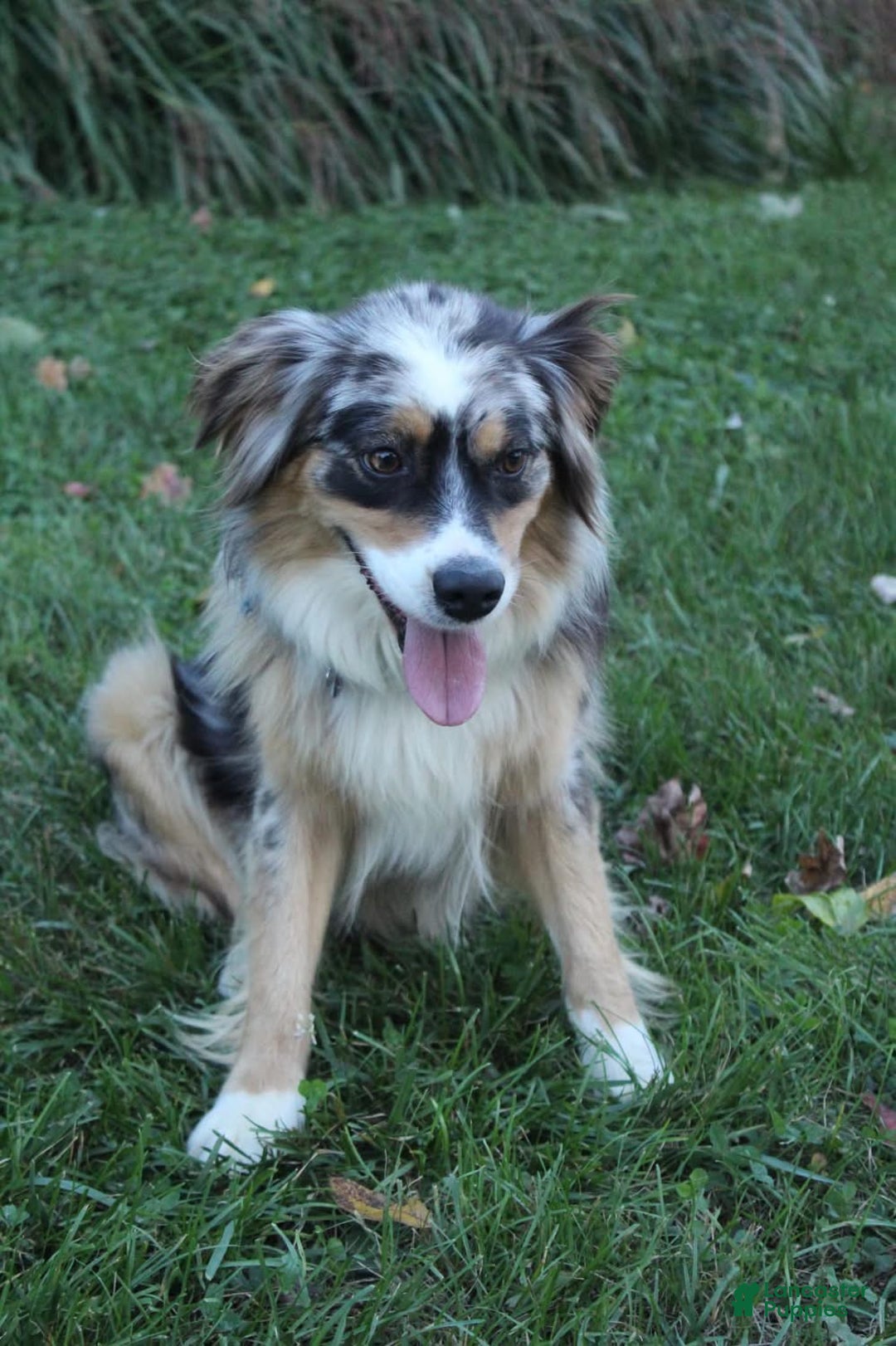 Aussiedoodle dogs for sale: North - Ad 5