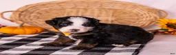 Bernedoodle dogs for sale: Honky Tonk - Ad 3
