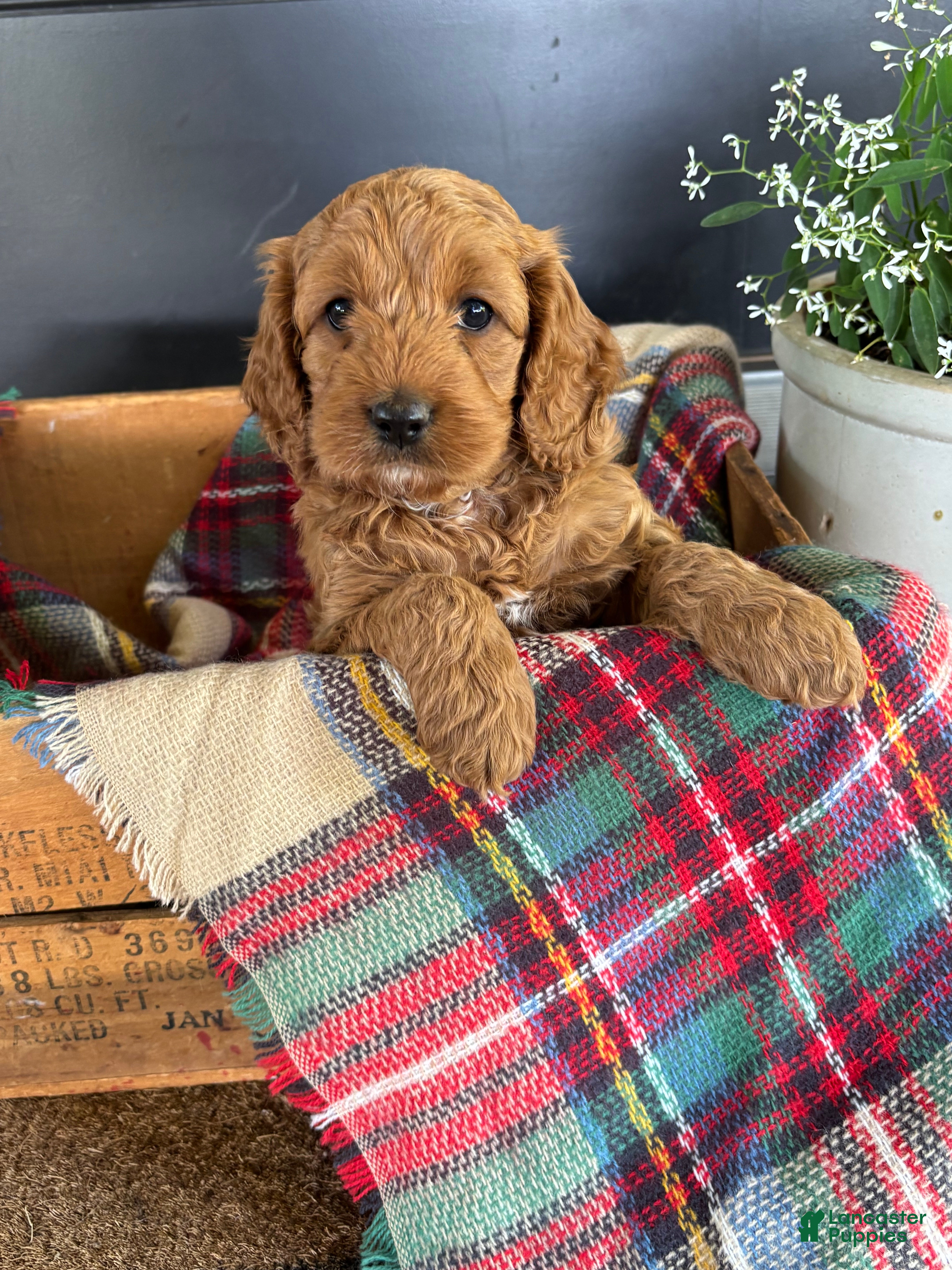 Cockapoo dogs for sale: Timber - Ad 2