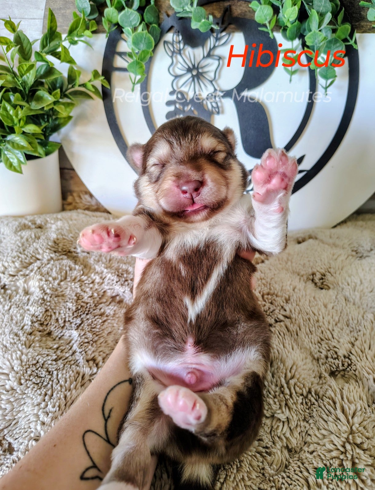 Alaskan Malamute dogs Hibiscus - Ad 6