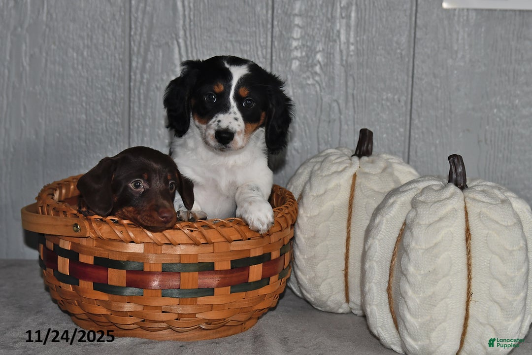 Miniature Dachshund dogs for sale: Cocoa - Ad 2