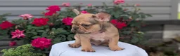 French Bulldog dogs for sale: Xander - Ad 5