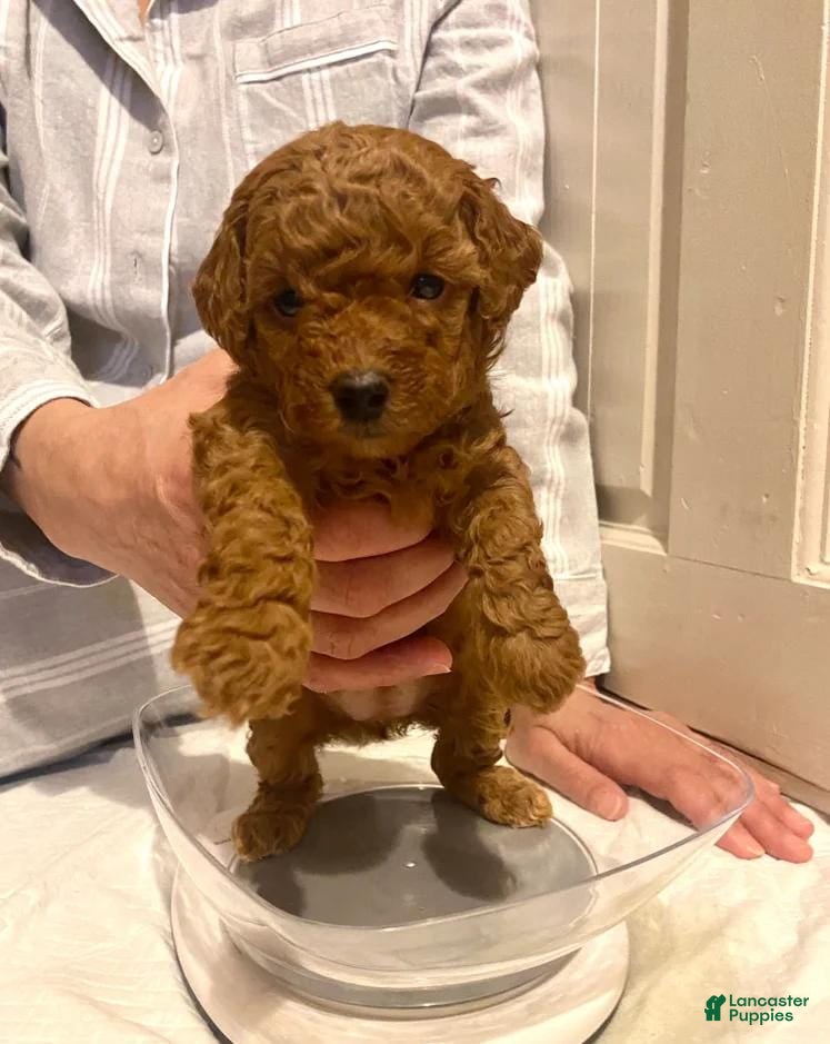 Toy Poodle dogs Tania  - Ad 1