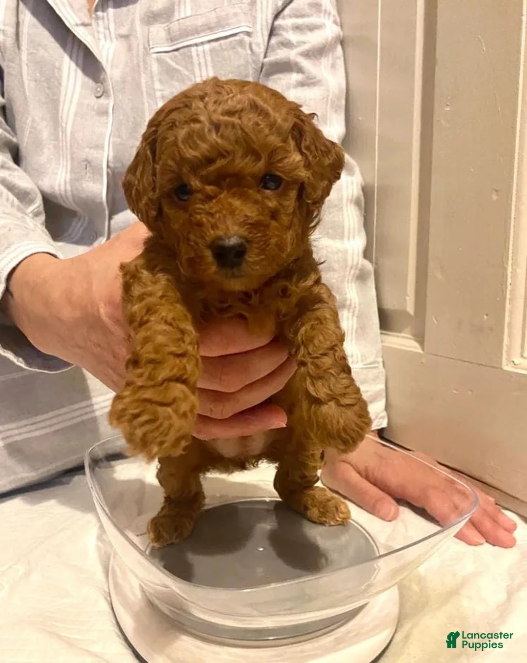 Toy Poodle dogs for sale: Tania  - Ad 1