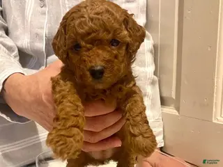 Toy Poodle dogs Tania - Ad 1