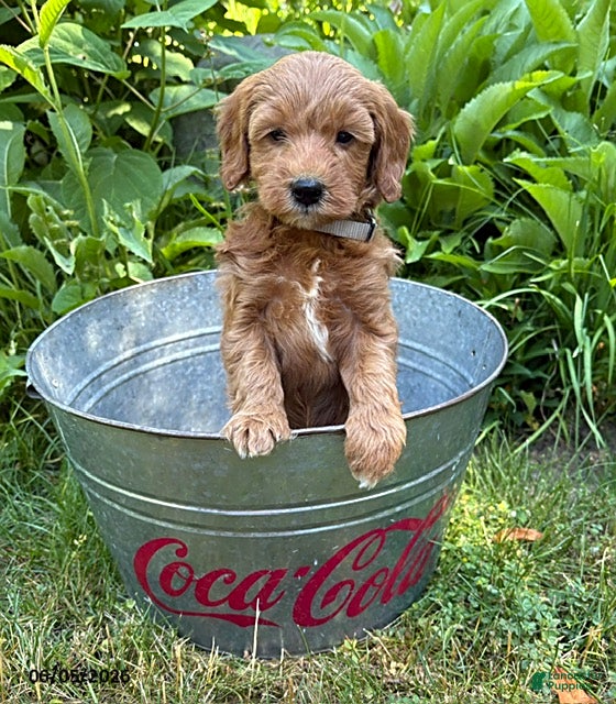 Goldendoodle dogs Athena - Ad 2