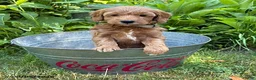 Goldendoodle dogs for sale: Athena - Ad 2