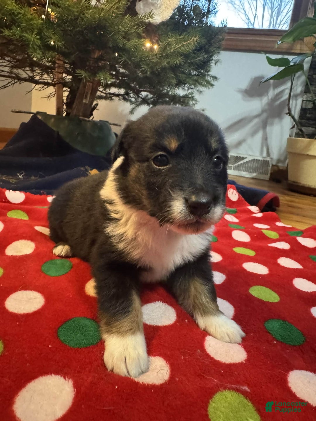 Australian Shepherd dogs for sale: Solstice - Ad 5