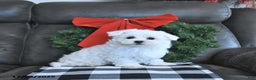 Maltese dogs for sale: Frosty - Ad 2