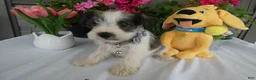 Miniature Schnauzer dogs for sale: Miniature Schnauzer 6 Rocko - Ad 3