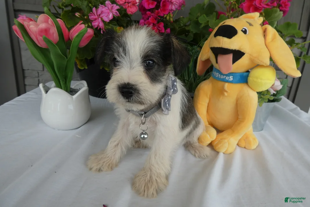 Miniature Schnauzer dogs for sale: Miniature Schnauzer 6 Rocko - Ad 3