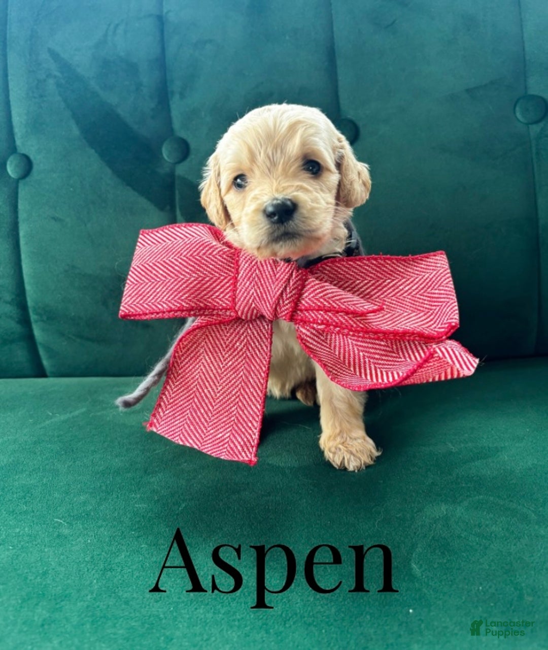 Goldendoodle dogs for sale: Aspen - Ad 4