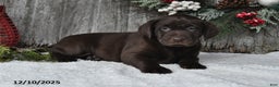 Labrador Retriever dogs for sale: Raven - Ad 3