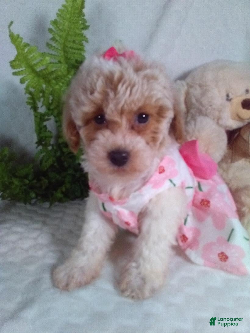 Bichpoo dogs Jackie  - Ad 1