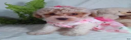 Bichpoo dogs for sale: Jackie  - Ad 1