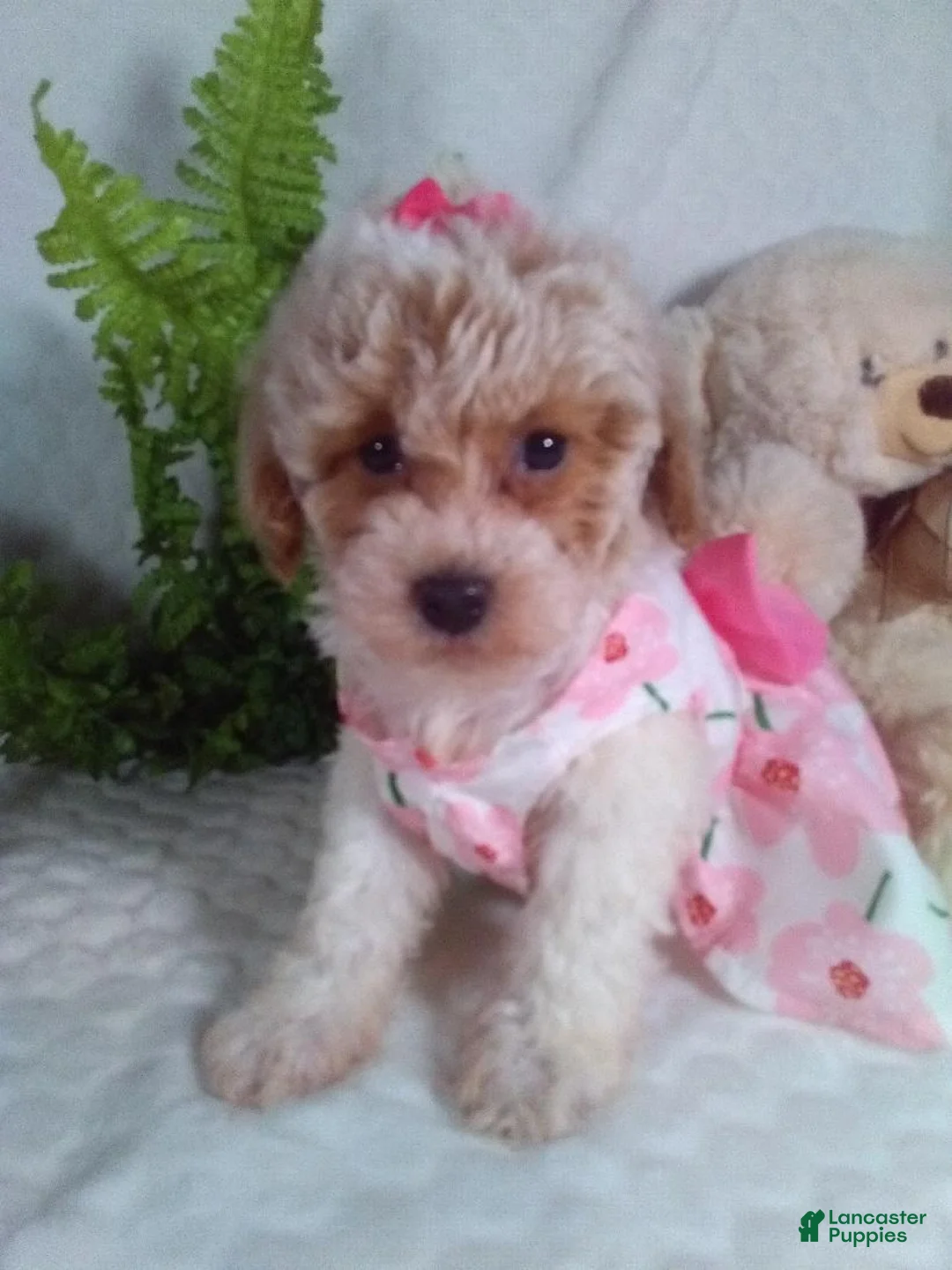 Bichpoo dogs for sale: Jackie  - Ad 1