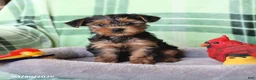 Yorkshire Terrier dogs for sale: Penelope - Ad 3