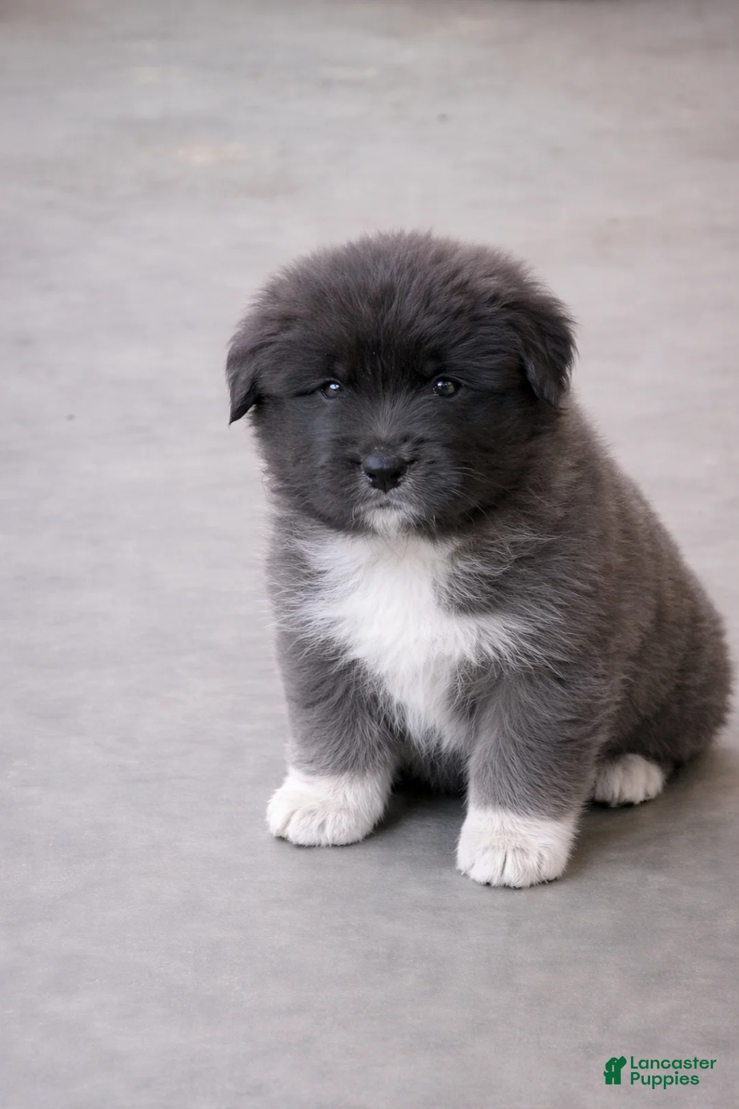 Caucasian Shepherd Dog dogs for sale: Blizzard~ Caucasian Shepherd Dog Puppy 1 - Ad 1