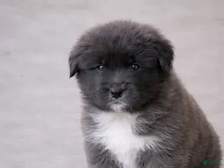 Caucasian Shepherd Dog dogs Blizzard~ Caucasian Shepherd Dog Puppy 1 - Ad 3