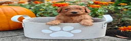 Goldendoodle dogs for sale: Rover - Ad 4