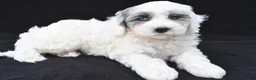 Mini Sheepadoodle dogs for sale: Cassidy - Ad 5