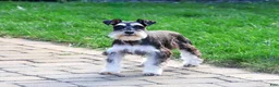 Miniature Schnauzer dogs for sale: Polly - Ad 1