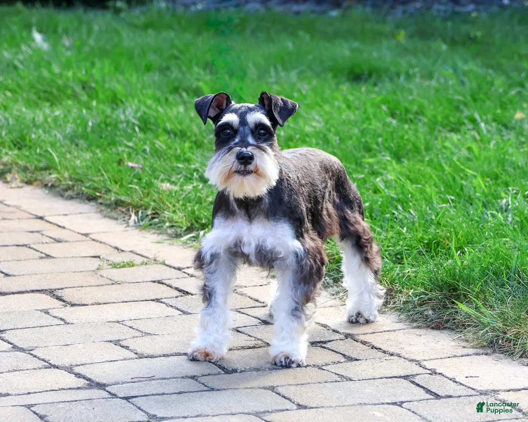 Miniature Schnauzer dogs for sale: Polly - Ad 1