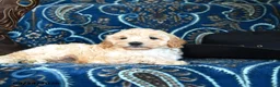 Cavapoo dogs for sale: Sherlock - Ad 3