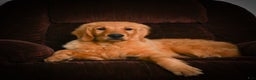 Golden Retriever dogs for sale: Golden Retriever litter of 5 puppies - Ad 4