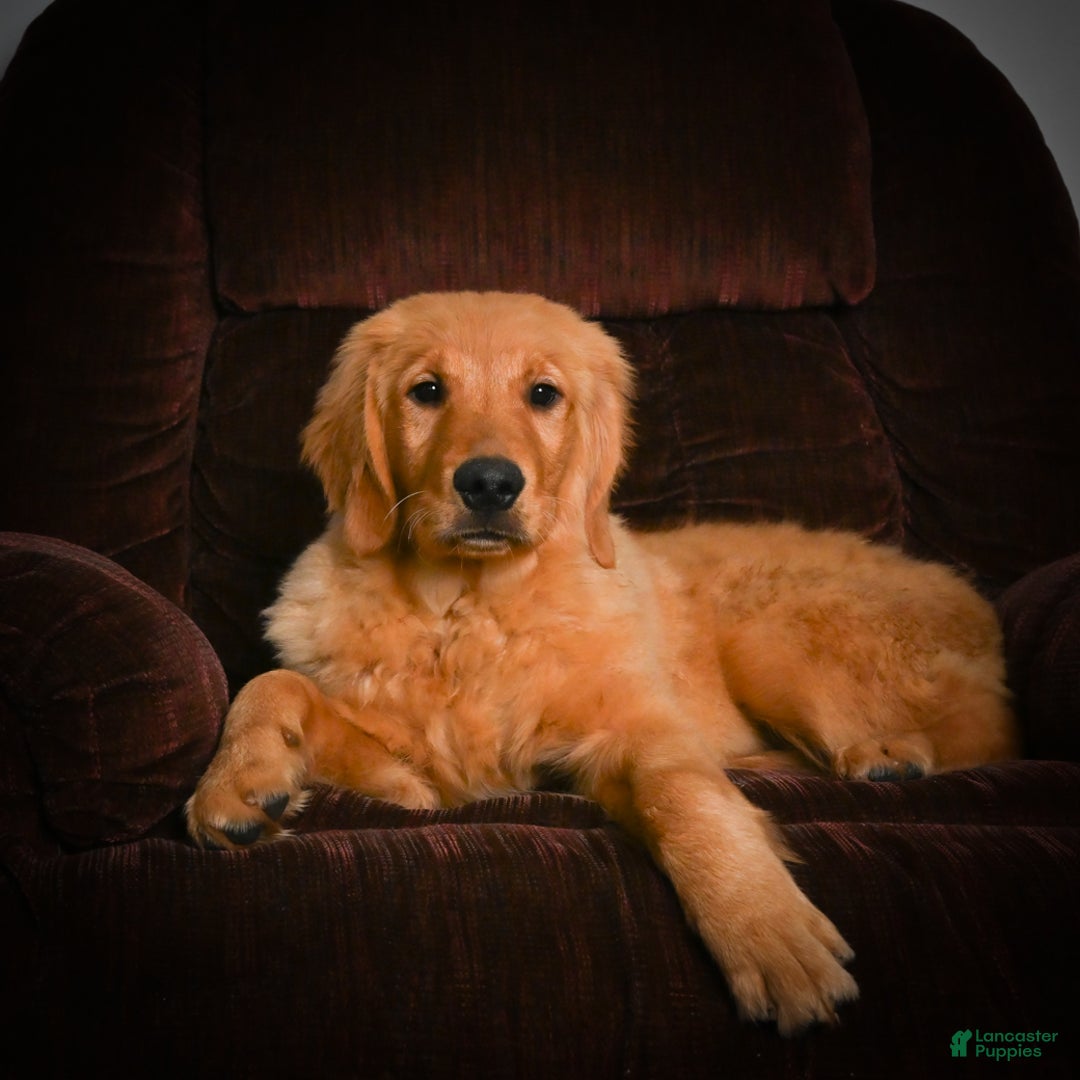 Golden Retriever dogs for sale: Golden Retriever litter of 5 puppies - Ad 4