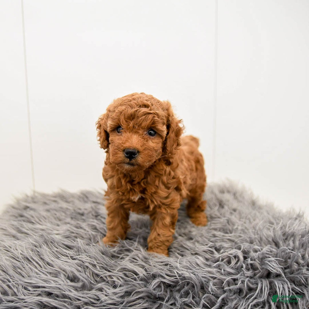 Toy Poodle dogs for sale: Cannoli - Ad 3