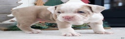 Olde English Bulldogge dogs for sale: Snowflake - Ad 1