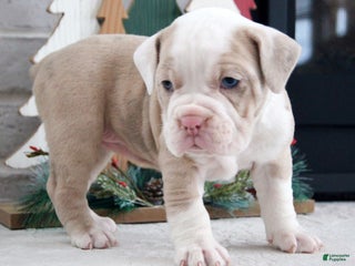 Olde English Bulldogge dogs Snowflake - Ad 5