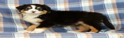 Australian Shepherd dogs for sale: Paul - Ad 4