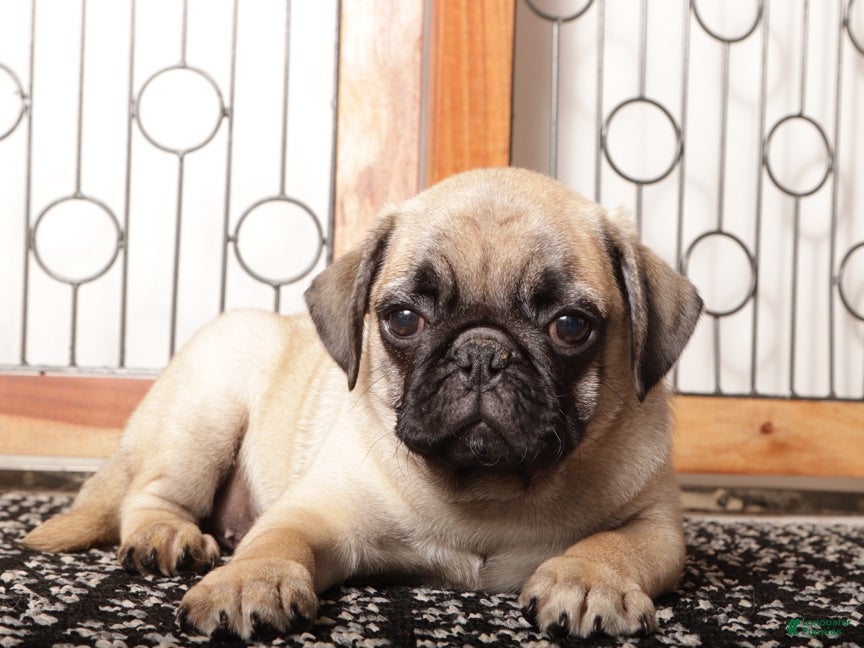 Pug dogs Gus - Spirited Male Pug  - Ad 2