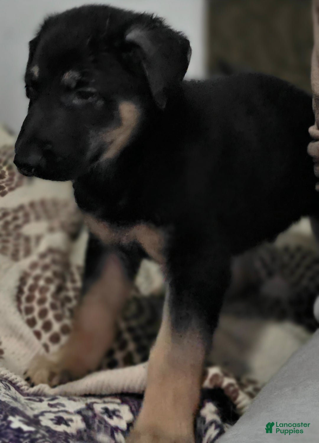 German Shepherd dogs for sale: Black (6) - Ad 4