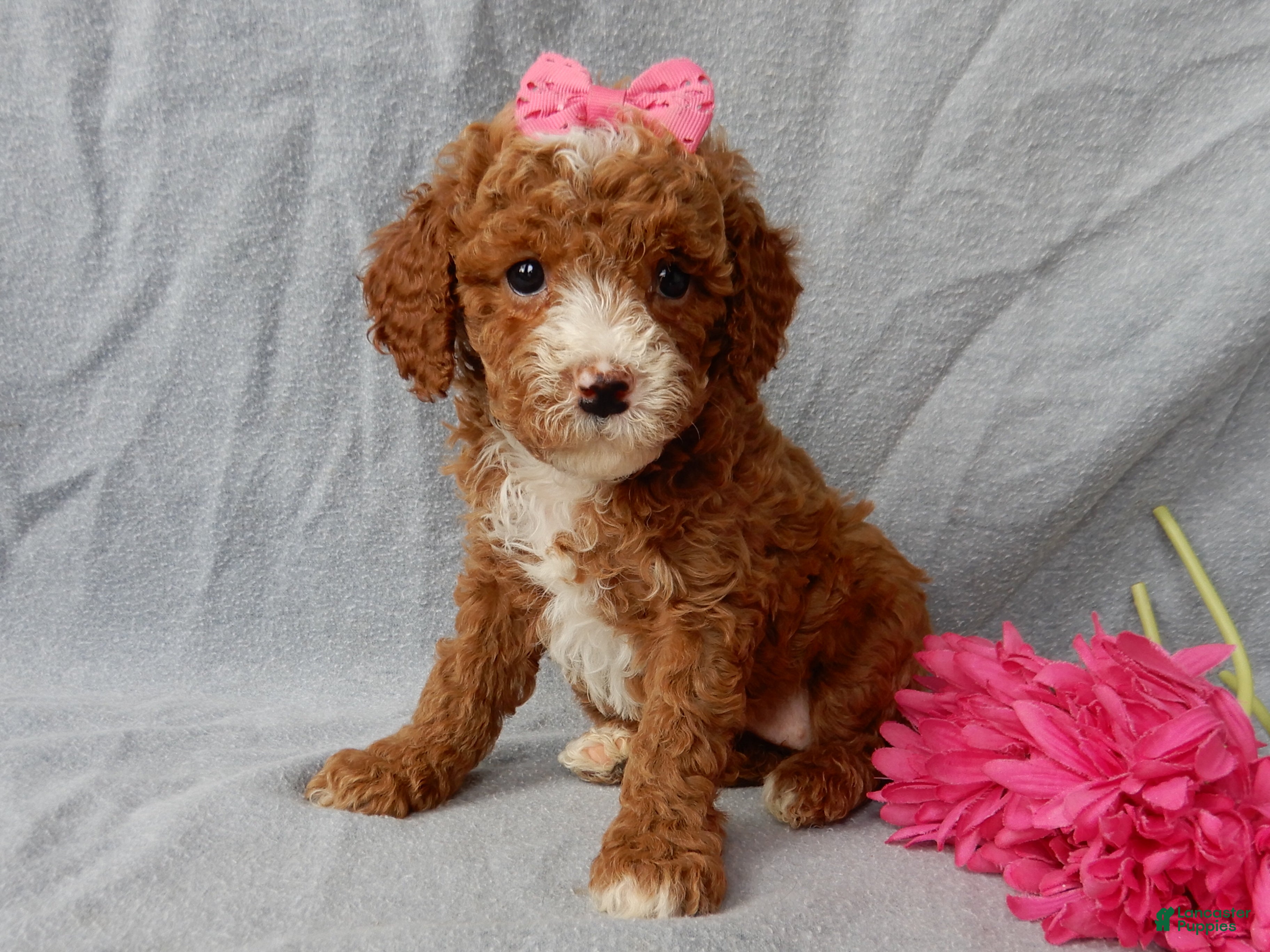 Cavapoo dogs for sale: Lulu - Ad 4