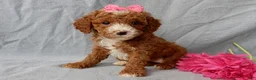 Cavapoo dogs for sale: Lulu - Ad 1