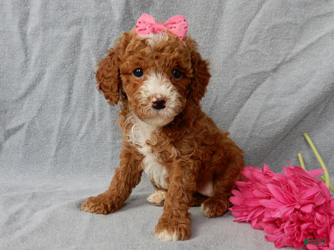 Cavapoo dogs for sale: Lulu - Ad 1