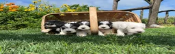Miniature Schnauzer dogs for sale: Raymond❤️AKC Registered Five Boys - Ad 7