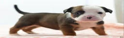 Mixed Breed dogs for sale: Rosie - Ad 16