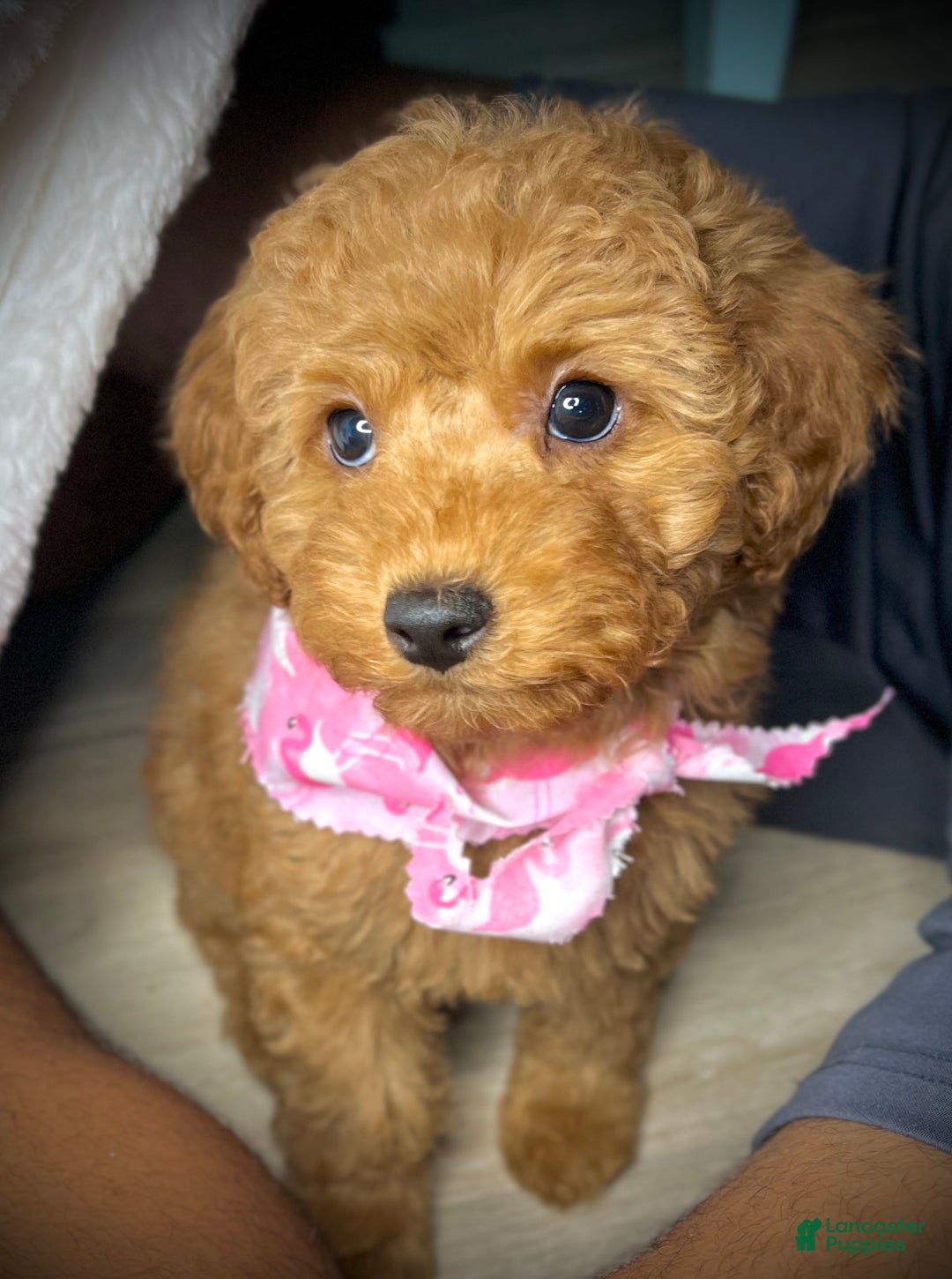 Toy Poodle dogs for sale: Toy Poodle Puppy 2 - Ad 26