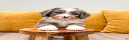 Mini Bernedoodle dogs for sale: Wally - Blue Eyes - Ad 5