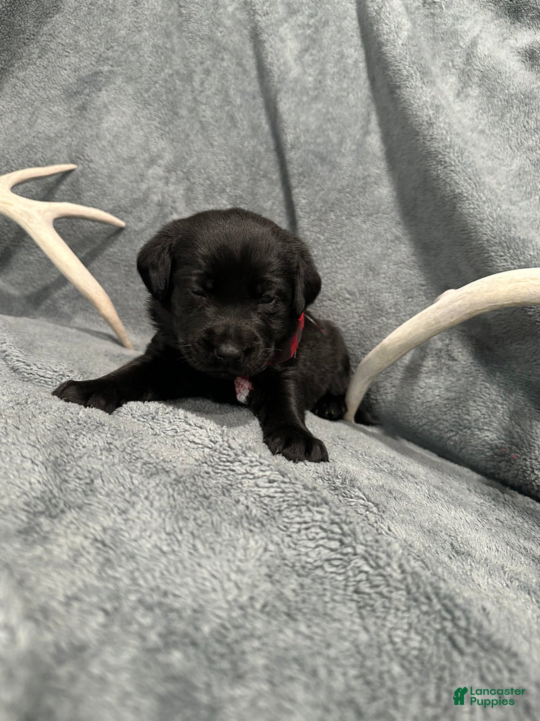 Labrador Retriever dogs for sale: Mystic - Ad 2